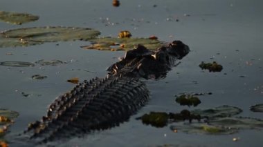 Sarı suda alacakaranlık, Kakadu Ulusal Parkı, Kuzey Toprakları, Avustralya