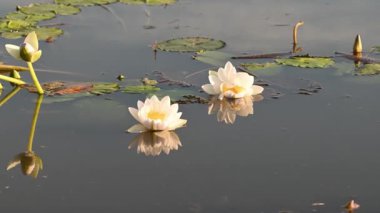 Sarı suda alacakaranlık, Kakadu Ulusal Parkı, Kuzey Toprakları, Avustralya