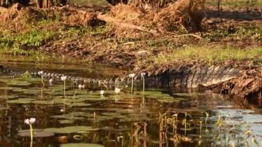 Sarı suda alacakaranlık, Kakadu Ulusal Parkı, Kuzey Toprakları, Avustralya