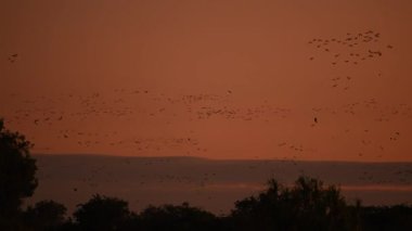 Sarı suda alacakaranlık, Kakadu Ulusal Parkı, Kuzey Toprakları, Avustralya