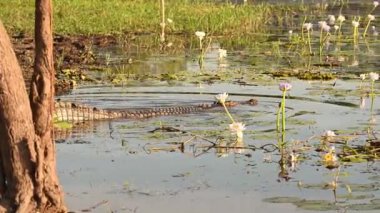 Sarı suda alacakaranlık, Kakadu Ulusal Parkı, Kuzey Toprakları, Avustralya