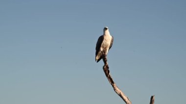 Sarı suda alacakaranlık, Kakadu Ulusal Parkı, Kuzey Toprakları, Avustralya