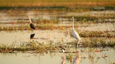 Sarı suda alacakaranlık, Kakadu Ulusal Parkı, Kuzey Toprakları, Avustralya