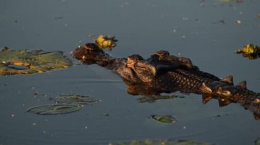 Sarı suda alacakaranlık, Kakadu Ulusal Parkı, Kuzey Toprakları, Avustralya