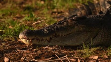 Sarı suda alacakaranlık, Kakadu Ulusal Parkı, Kuzey Toprakları, Avustralya
