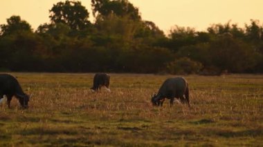 Sarı suda alacakaranlık, Kakadu Ulusal Parkı, Kuzey Toprakları, Avustralya