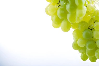 fresh juicy grapes in the garden.