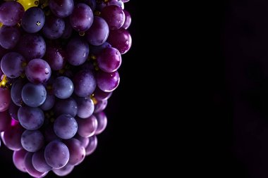 bunch of fresh ripe grapes on a black background