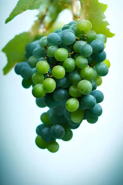 Groene Druiven Een Tak — Stockfoto
