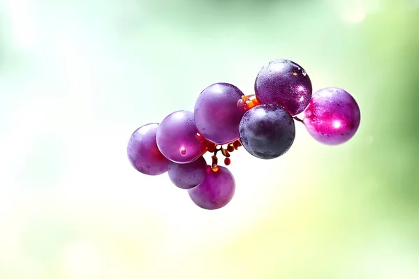 Крупным Планом Гроздь Винограда Ветке — стоковое фото