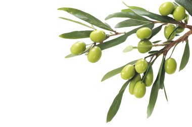 Healthy Fresh Olives with a Splash of Water clipart