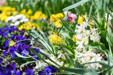 Bahçede, güzel nergisler korunaklı fındık tavuğu.