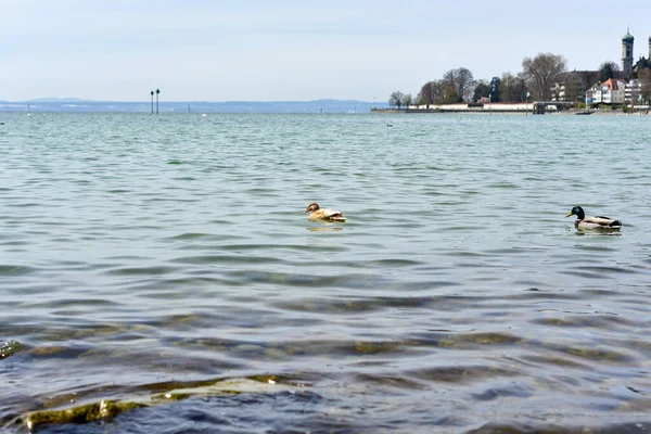 Zwei Kleine Enten Schwimmen Auf Einem Wunderschönen See Vor Der — Stockfoto