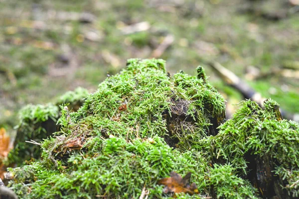 Пень Заросший Зеленью Давно Стоит Лесу — стоковое фото