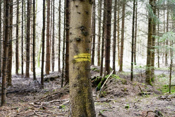 森の中にはたくさんの木の中から一本の木が立っている — ストック写真