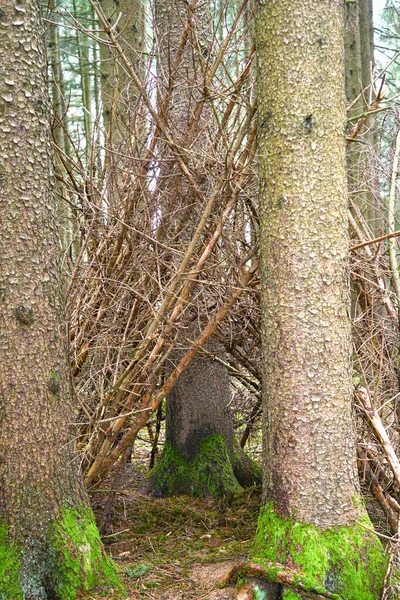 Μια Μικρή Καλύβα Φτιαγμένη Από Πολλά Κλαδιά Βρίσκεται Στο Δάσος — Φωτογραφία Αρχείου