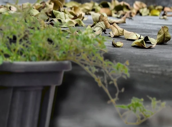 Dışarıya Saçılmış Bir Yığın Çöp Bulanık Siyah Bir Saksı Bitkisi — Stok fotoğraf
