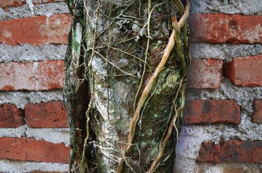 Arka planda kırmızı tuğla bir duvara karşı dağınık, kirli kökleri ve lifleri olan eski bir ağaç gövdesinin yakın çekimi. Ökseotu olan bir ağaç.