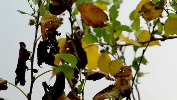 Шелковичное Дерево Засохшие Листья Ветра Белом Фоне — стоковое видео
