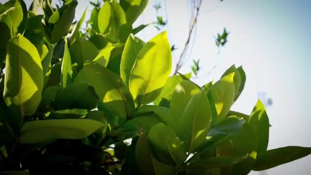 Güneşli Bir Öğleden Sonra Rüzgarda Esen Genç Taze Yapraklarla Dolu — Stok video