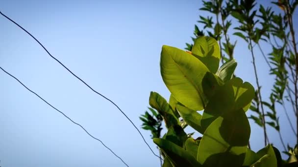 Güneşli Bir Öğleden Sonra Rüzgarda Esen Genç Taze Yapraklarla Dolu — Stok video