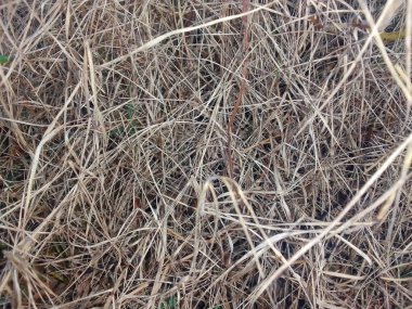 Saman yığınları ve soluk kahverengi kuru ot