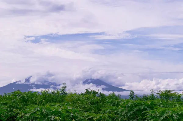 stock image a papaya field with a backdrop of mountains and a thick cloudy sky