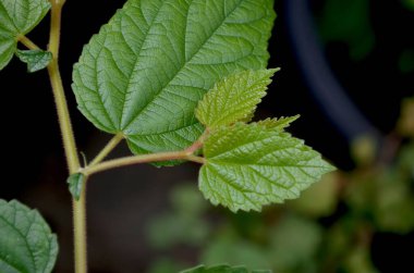 Yaprakları pürüzlü dallar. Vahşi bitkiler. bulanık bir arkaplan ile.