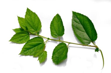 Taze yeşil yapraklı bir dal beyaz arka planda izole edilmiş. Kaba deseni olan vahşi bir bitki.