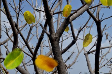 Kuru ağaç dallarından dökülen yapraklar gün boyunca açık mavi bir gökyüzünün arka planına çarpıyor. guava ağaçları kurak mevsimde ölür. Sürüklenen yaprakların bulanık hareketi