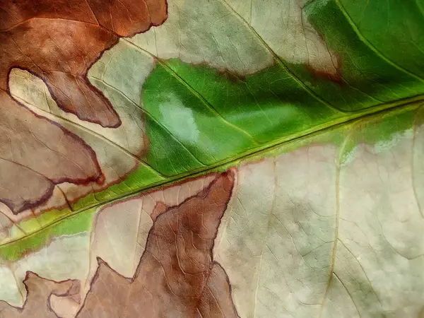 stock image background texture of the surface of old and dry water guava leaves with rough green and brown fibers. partially dry leaves