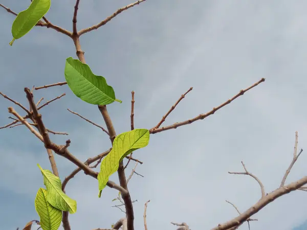 Kuru ağaç dallarından dökülen yapraklar gün boyunca açık mavi bir gökyüzünün arka planına çarpıyor. guava ağaçları kurak mevsimde ölür. Sürüklenen yaprakların bulanık hareketi