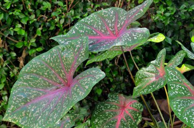 young taro leaf tree with leaf texture with spots and pink fibers on a foliage background clipart