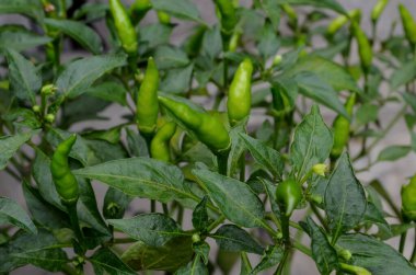 Bulanık arka planda yeşil meyveli genç kırmızı biber ağacı