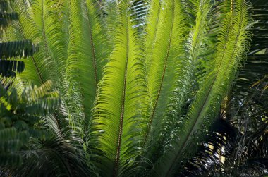 Yeşil yapraklı ormanda sabah güneşli genç eğreltiotu bitkisi