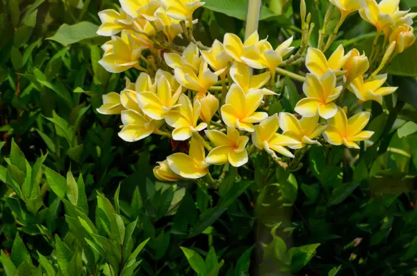Yeşil yaprakların üzerinde sarı frangipani çiçekleri