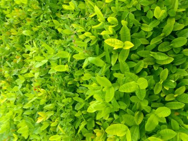 Taze yeşil, vahşi yaprakların üst manzarası