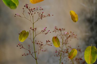 leaves drift and fall against the backdrop of tiny trees. fallen plum leaves clipart