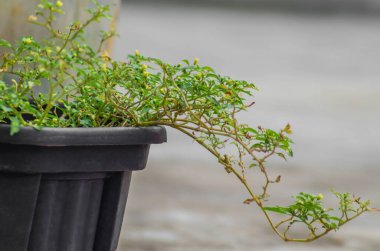 Plastik kaplarda sarmaşıklar kararmış arka planda siyah üzerine