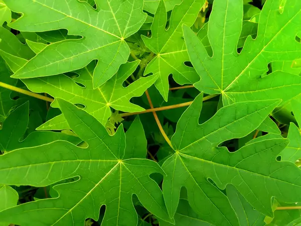 Yeşil ve taze papaya yapraklarının üst görüntüsü. Genç yapraklı papaya ağacı