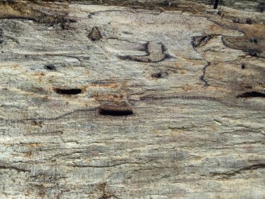 Yıpranmış ahşap yüzey dokusu arka planı. kaba ve çatlak