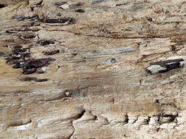 Yıpranmış ahşap yüzey dokusu arka planı. kaba ve çatlak