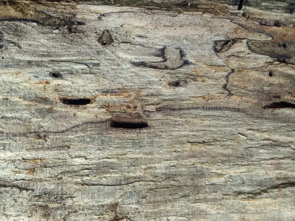 Yıpranmış ahşap yüzey dokusu arka planı. kaba ve çatlak