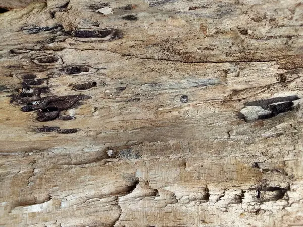 Yıpranmış ahşap yüzey dokusu arka planı. kaba ve çatlak