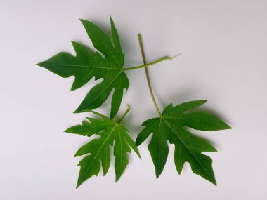 Genç papaya yapraklarının üç sapı beyaz bir yüzeyde.