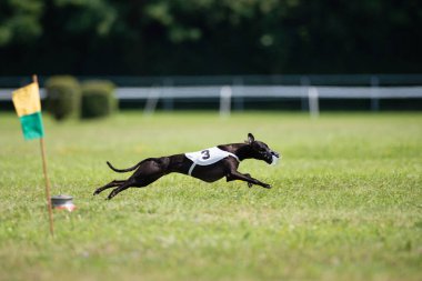 Dogs racing in coursing competition