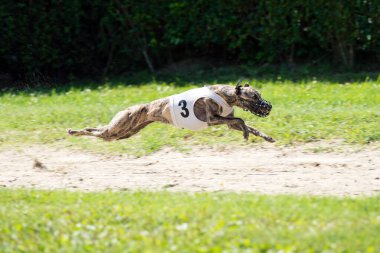 Dog racing in coursing competition