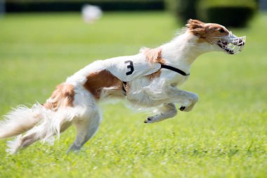 Dog racing in coursing competition