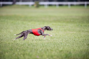 Dog racing in coursing competition