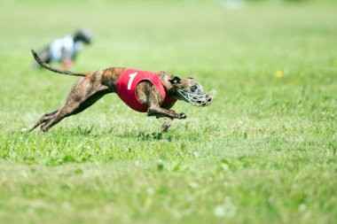 Dogs racing in coursing competition